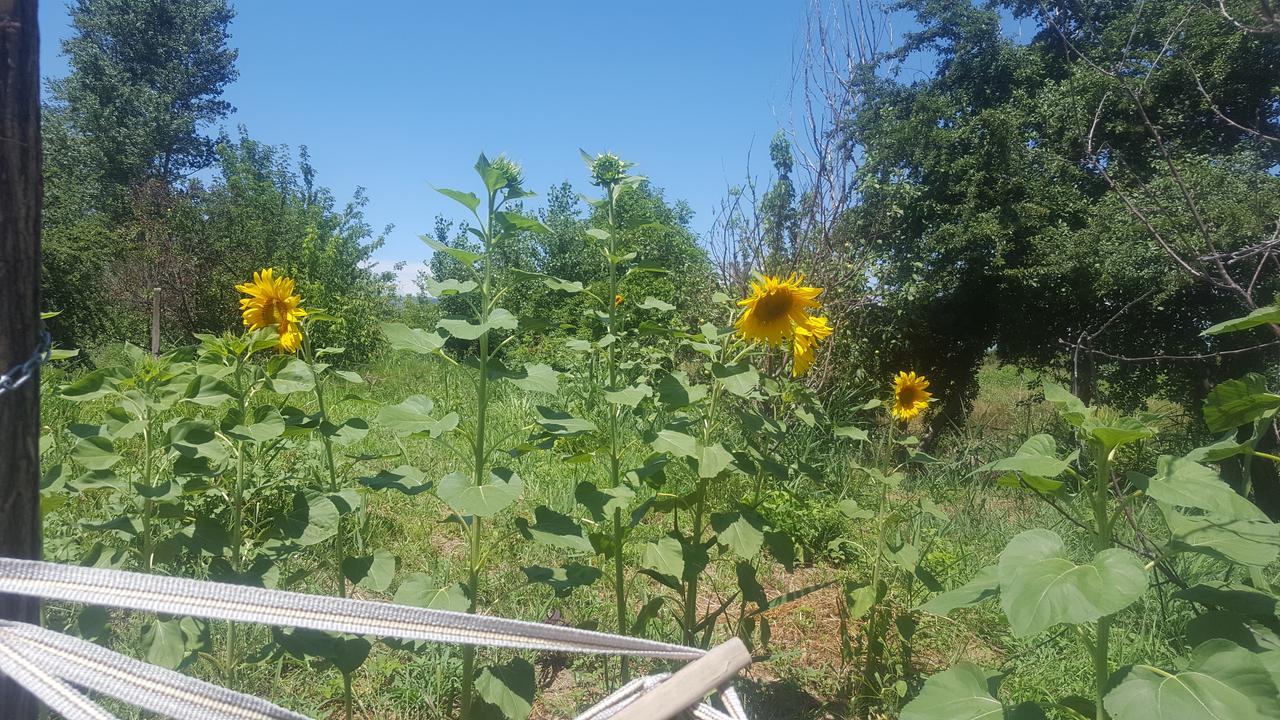 Guest House Elene Гори Екстериор снимка